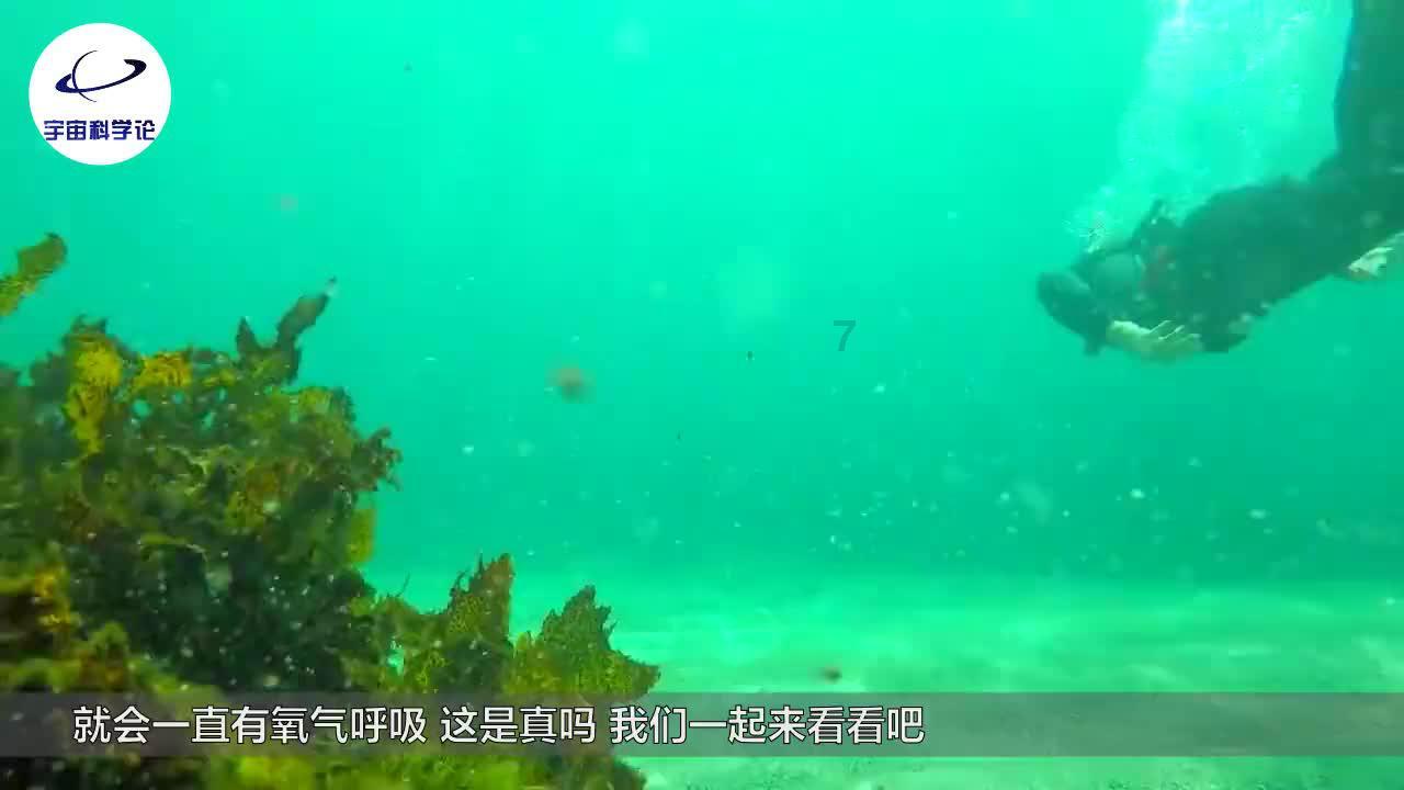 精灵女王的礼物